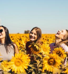 Three women laughing in a sunflower field